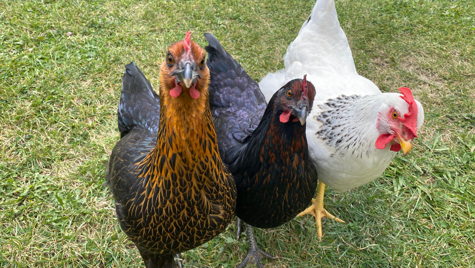 Caring-For-Your-Chickens